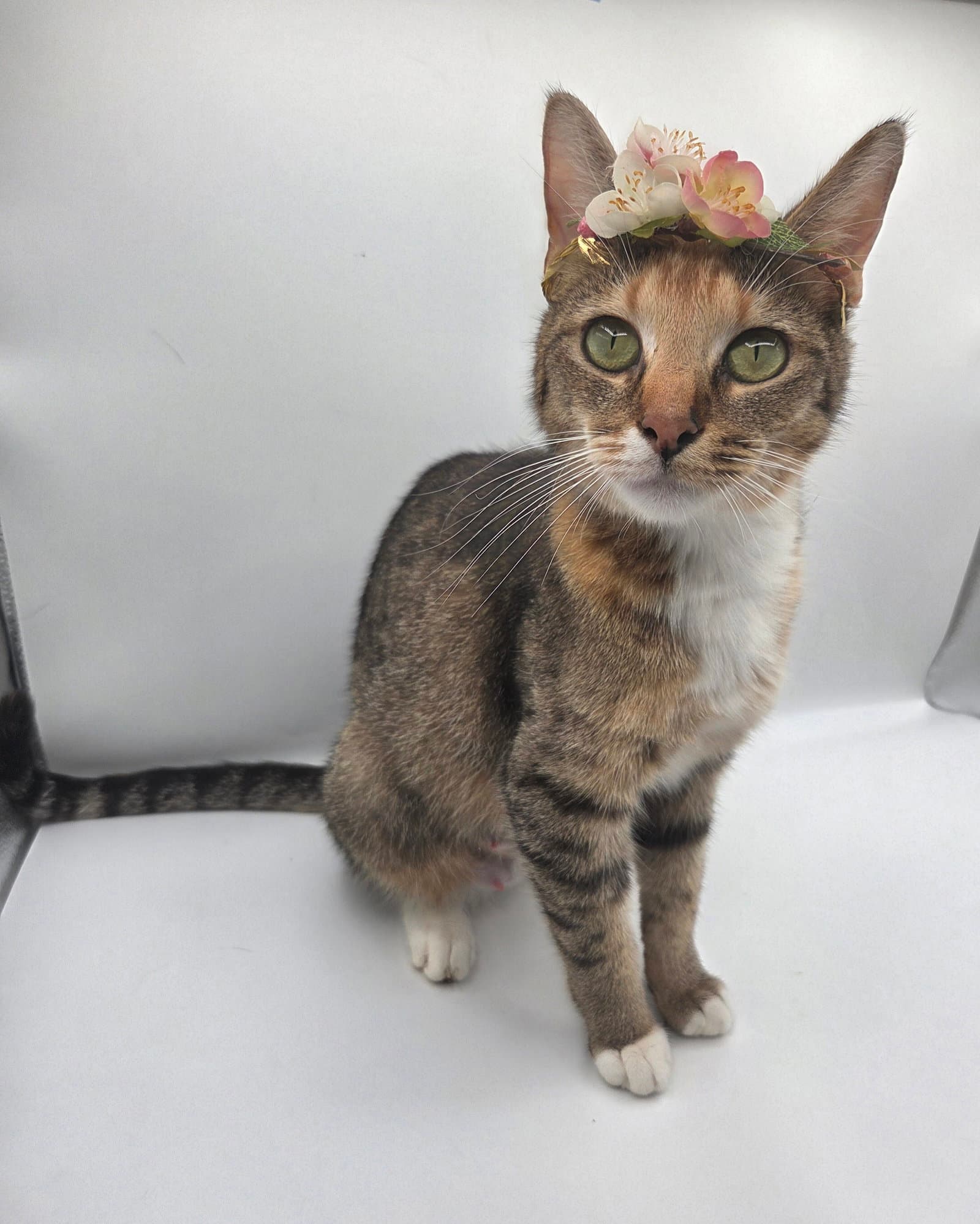 Lola May - Domestic Short Hair