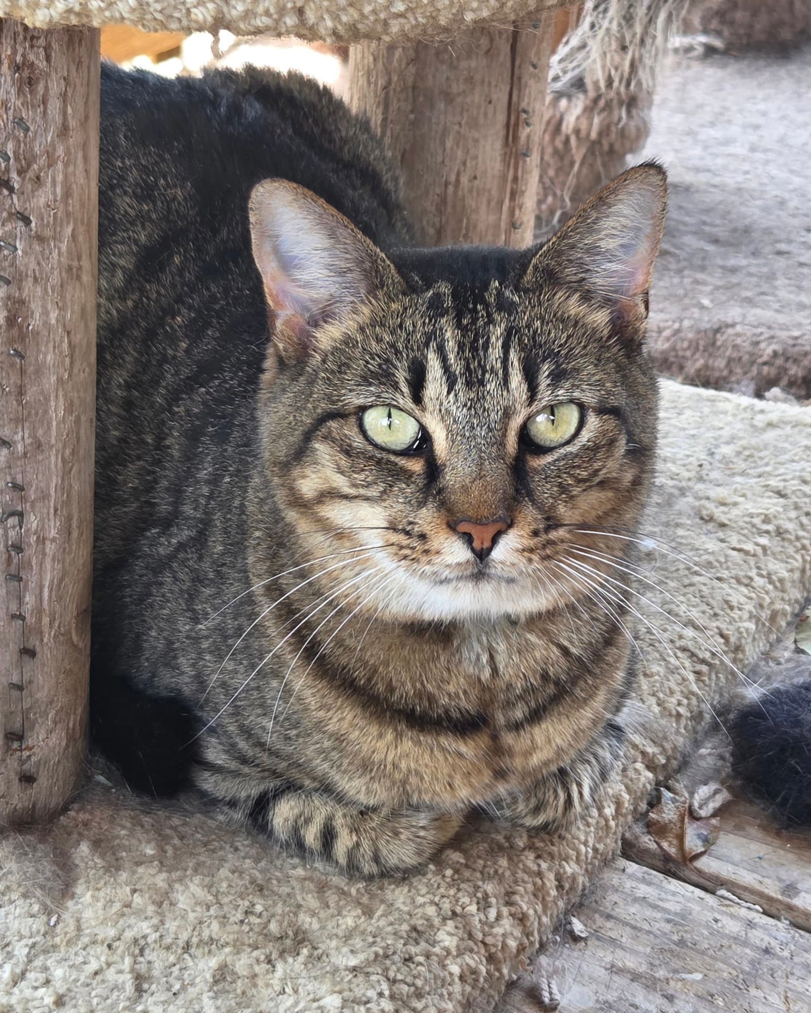 Spicy Really A Sweety - Domestic Short Hair
