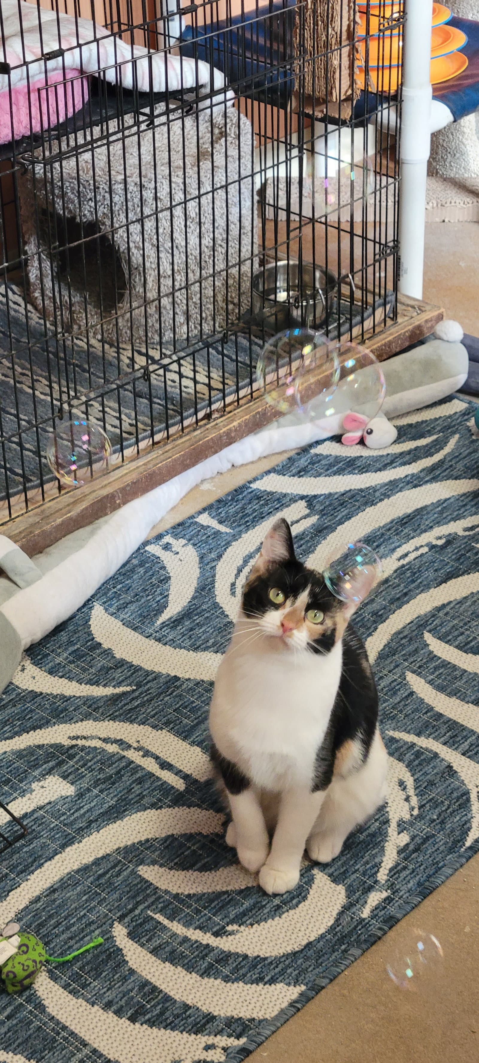 Honey - Domestic Short Hair