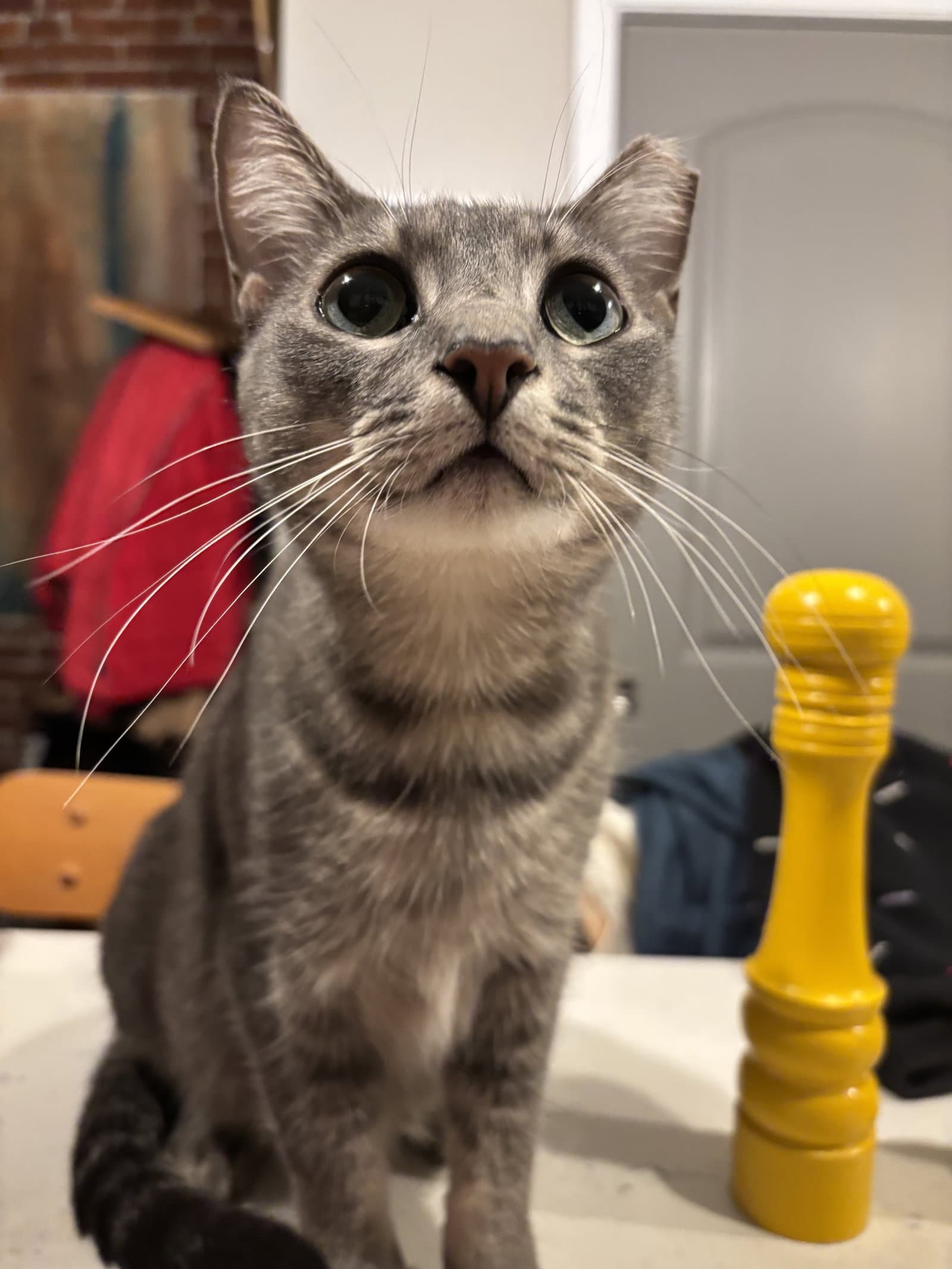 Blossom - Domestic Short Hair