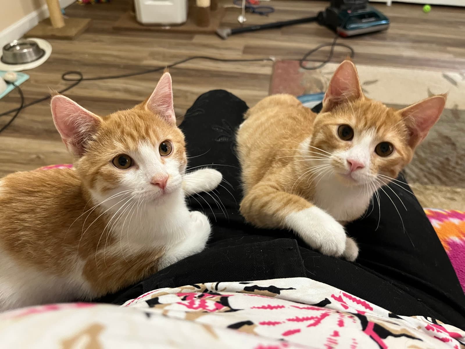 Liam And Louis - Domestic Short Hair