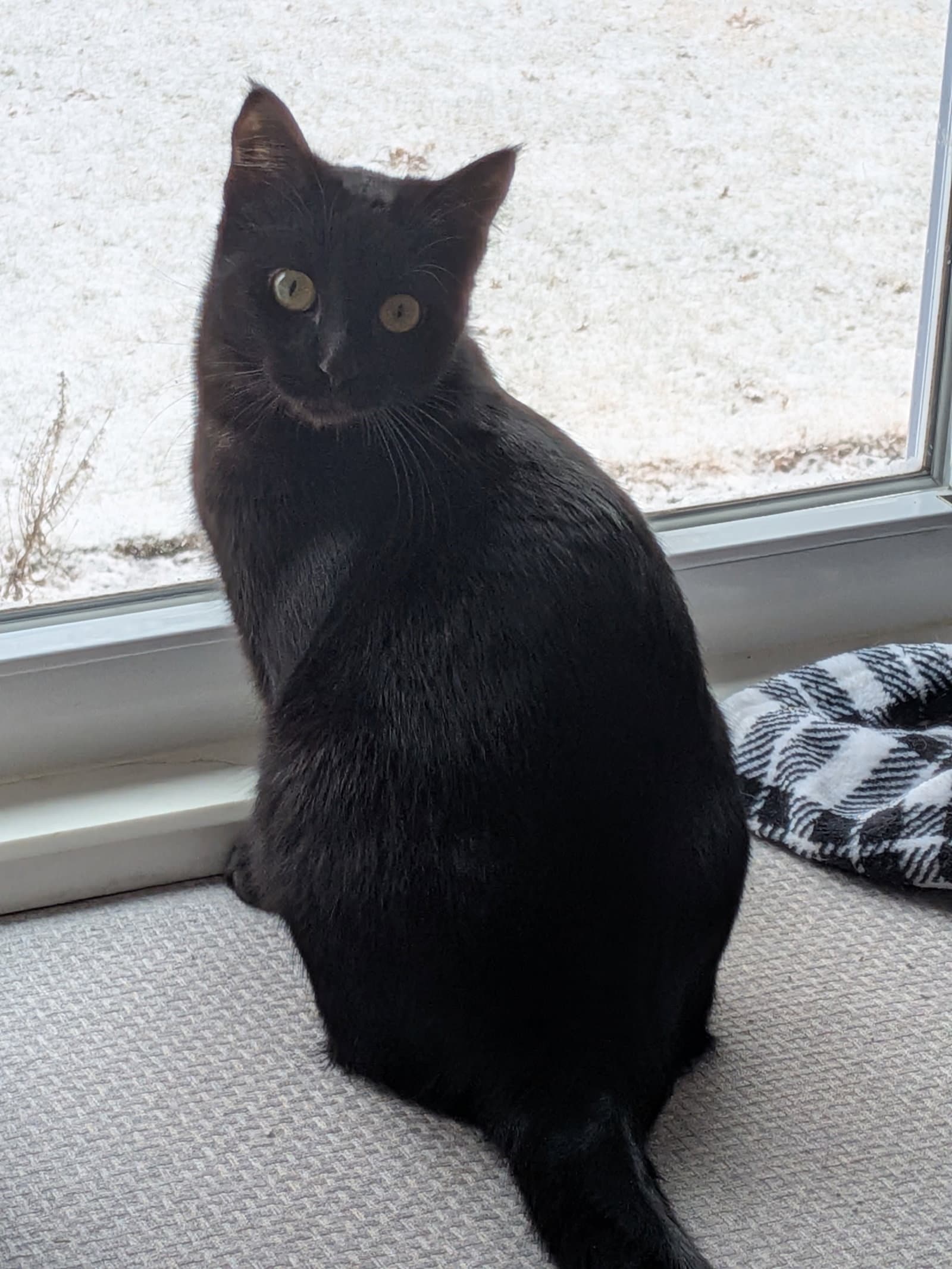 Ginger - Domestic Short Hair