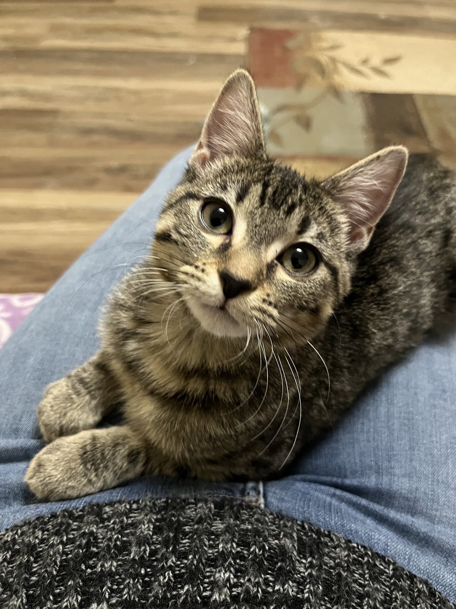 Jenny - Domestic Short Hair