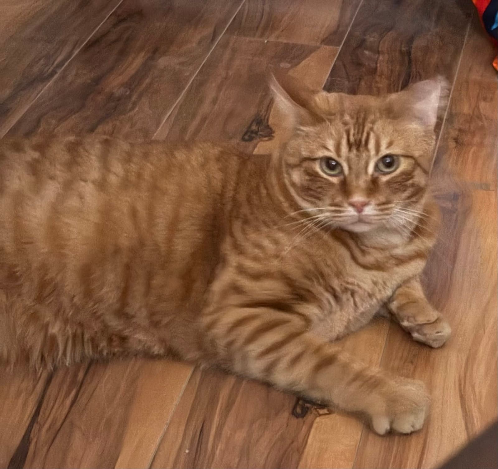Bumble - Domestic Short Hair