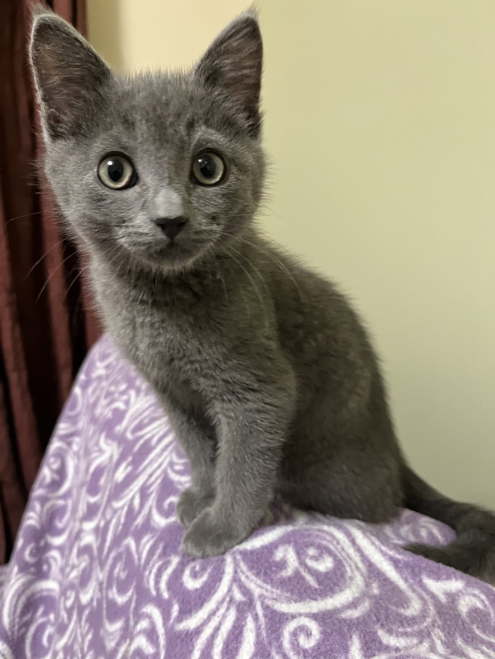 Grier - Domestic Short Hair
