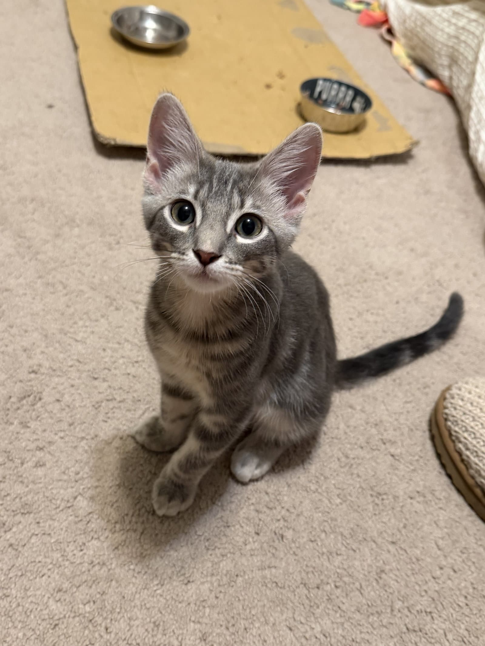 Willie Mcgee - American Shorthair