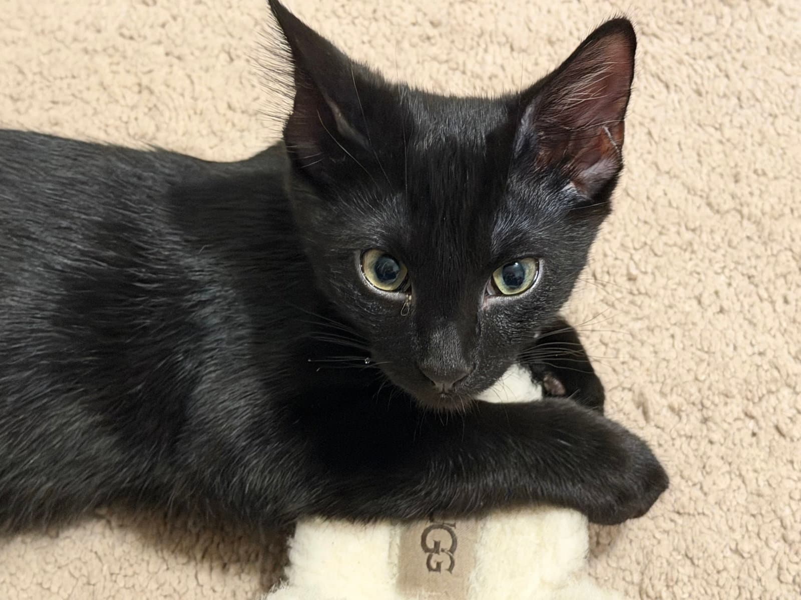 Marshall Faulk - American Shorthair