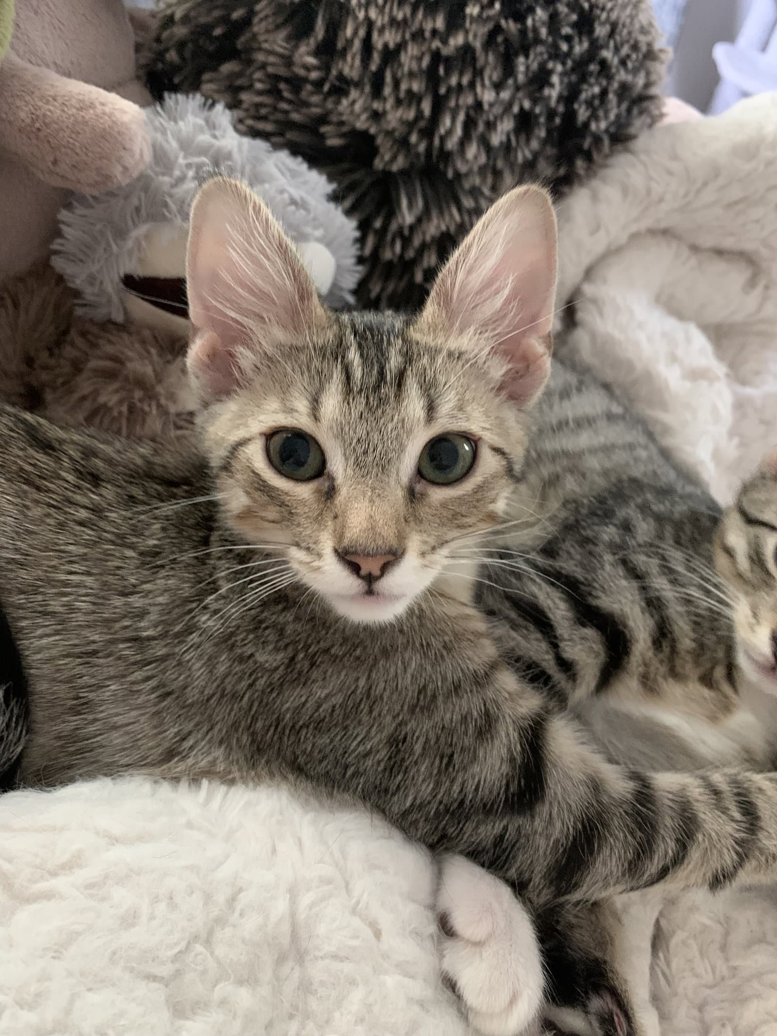 Bernie Federko - American Shorthair