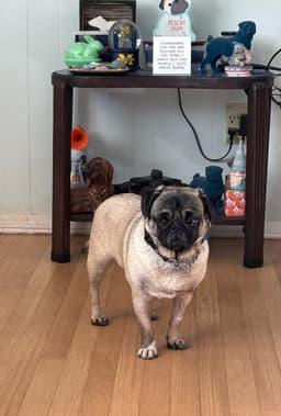 Maggie May image 1
