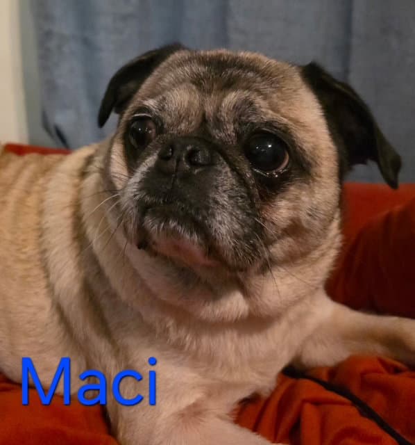 Maci - Pug