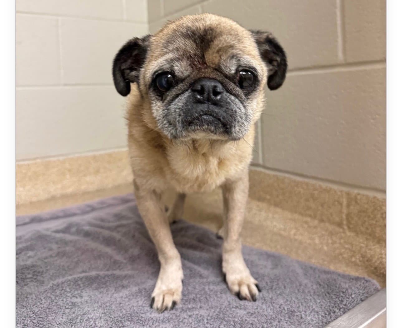 Johnny - Pug
