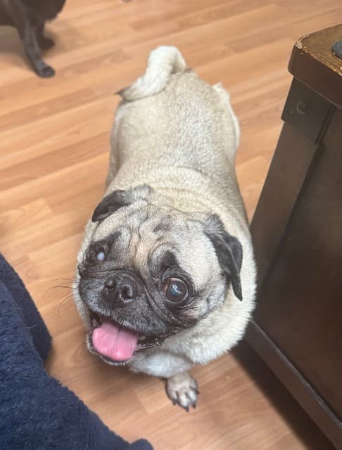 Cookie - Pug