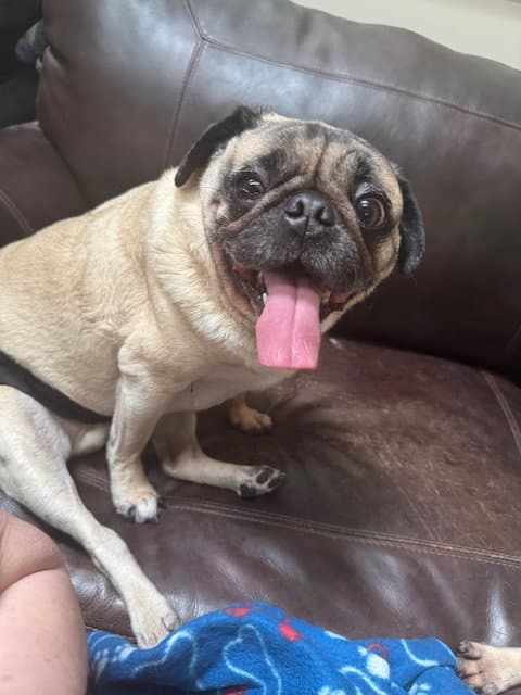 Mario - Pug