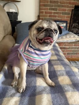 Lucy image 2