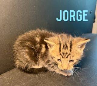 Jorge - Domestic Medium Hair