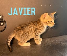 Javier image 1