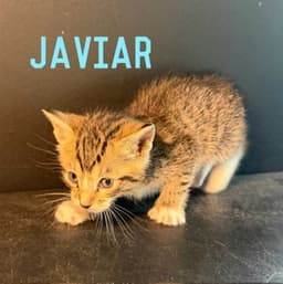 Javier image 3