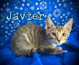 Javier image 2