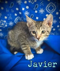 Javier image 4