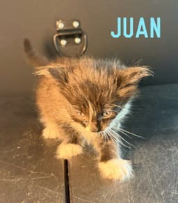 Juan image 1