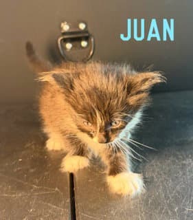 Juan - Domestic Medium Hair