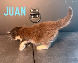 Juan image 2
