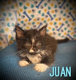 Juan image 3