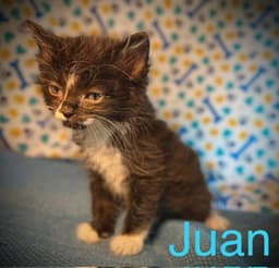 Juan image 4