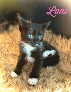 Loni - Domestic Short Hair