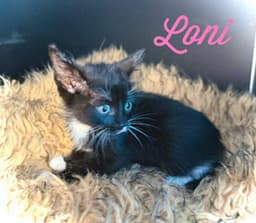 Loni image 3