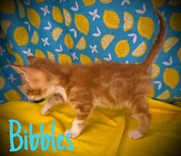 Bibbles image 1