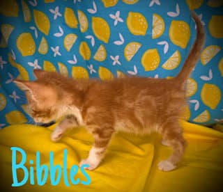 Bibbles - Domestic Short Hair