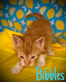 Bibbles image 2