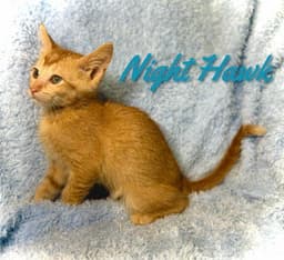 Nighthawk image 1