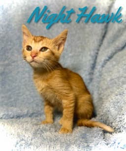 Nighthawk image 2