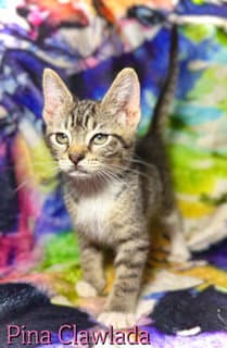 Pina Clawlada - Tabby