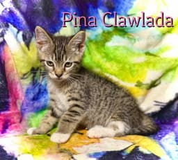 Pina Clawlada image 2