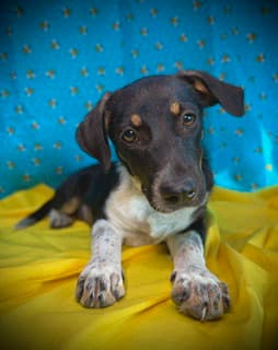Honey Bee - Dachshund