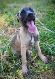 Patriot - Black Mouth Cur