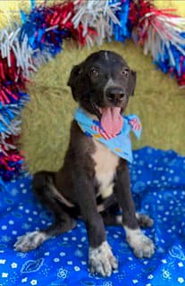 Abraham- Puppy  Cs Litter - Border Collie