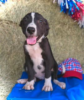 Theodore- Puppy  Cs Litter - Border Collie