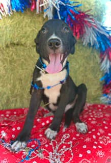 Jefferson- Puppy  Cs Litter image 1