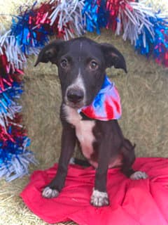 Kennedy- Puppy  Cs Litter - Border Collie