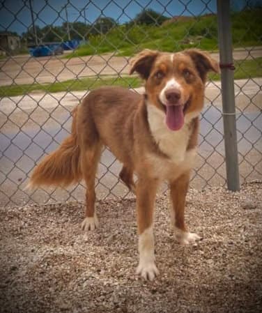 Charlie Brown Bag - Australian Shepherd