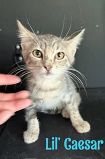 Lil Caesar - Domestic Short Hair