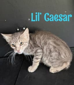 Lil Caesar image 2