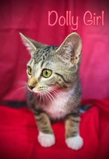 Dolly Girl - Domestic Short Hair