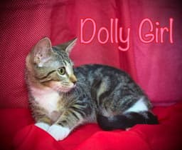 Dolly Girl image 2