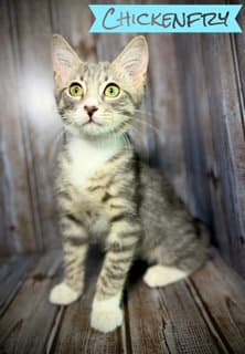 Chickenfry - Tabby