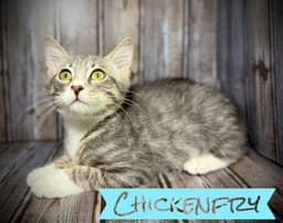 Chickenfry image 2